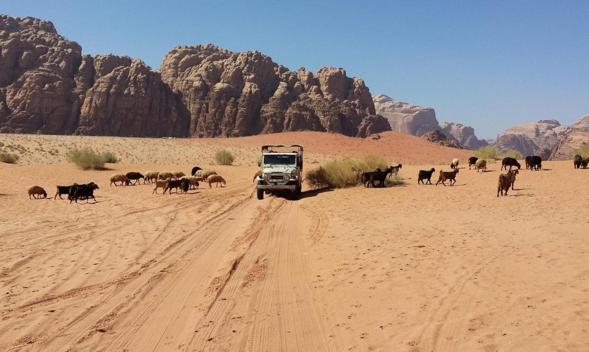 Authentic Bedouin Camp Wadi Rum Ngoại thất bức ảnh