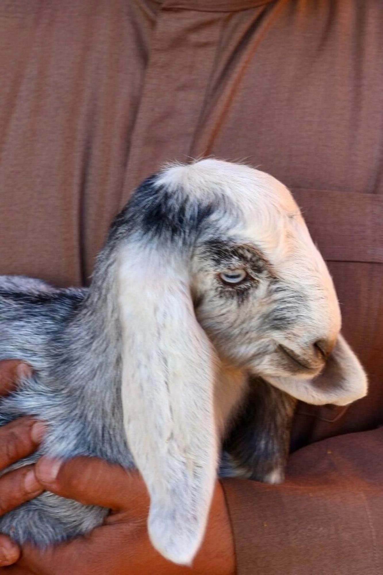 Authentic Bedouin Camp Wadi Rum Ngoại thất bức ảnh