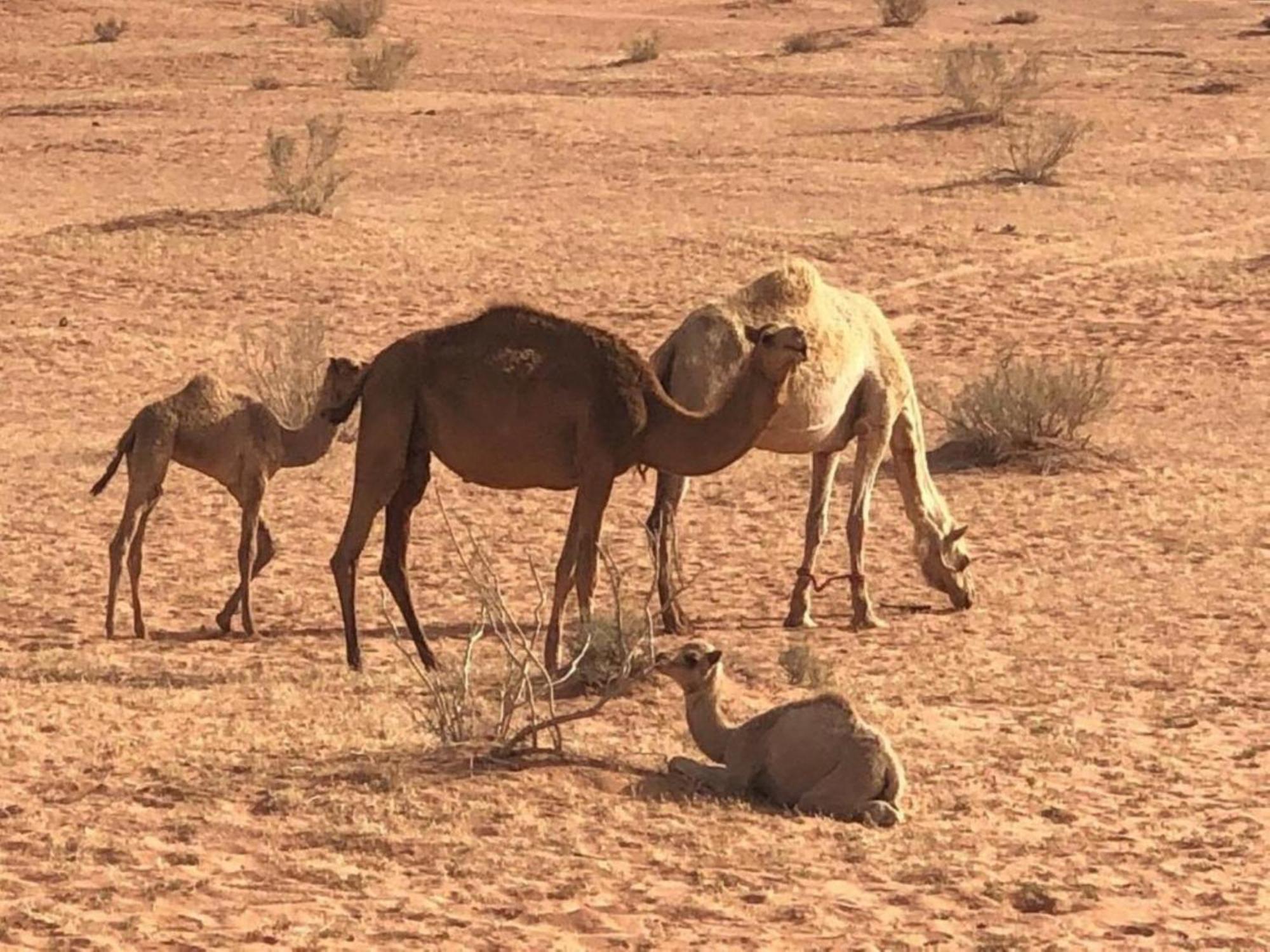 Authentic Bedouin Camp Wadi Rum Ngoại thất bức ảnh